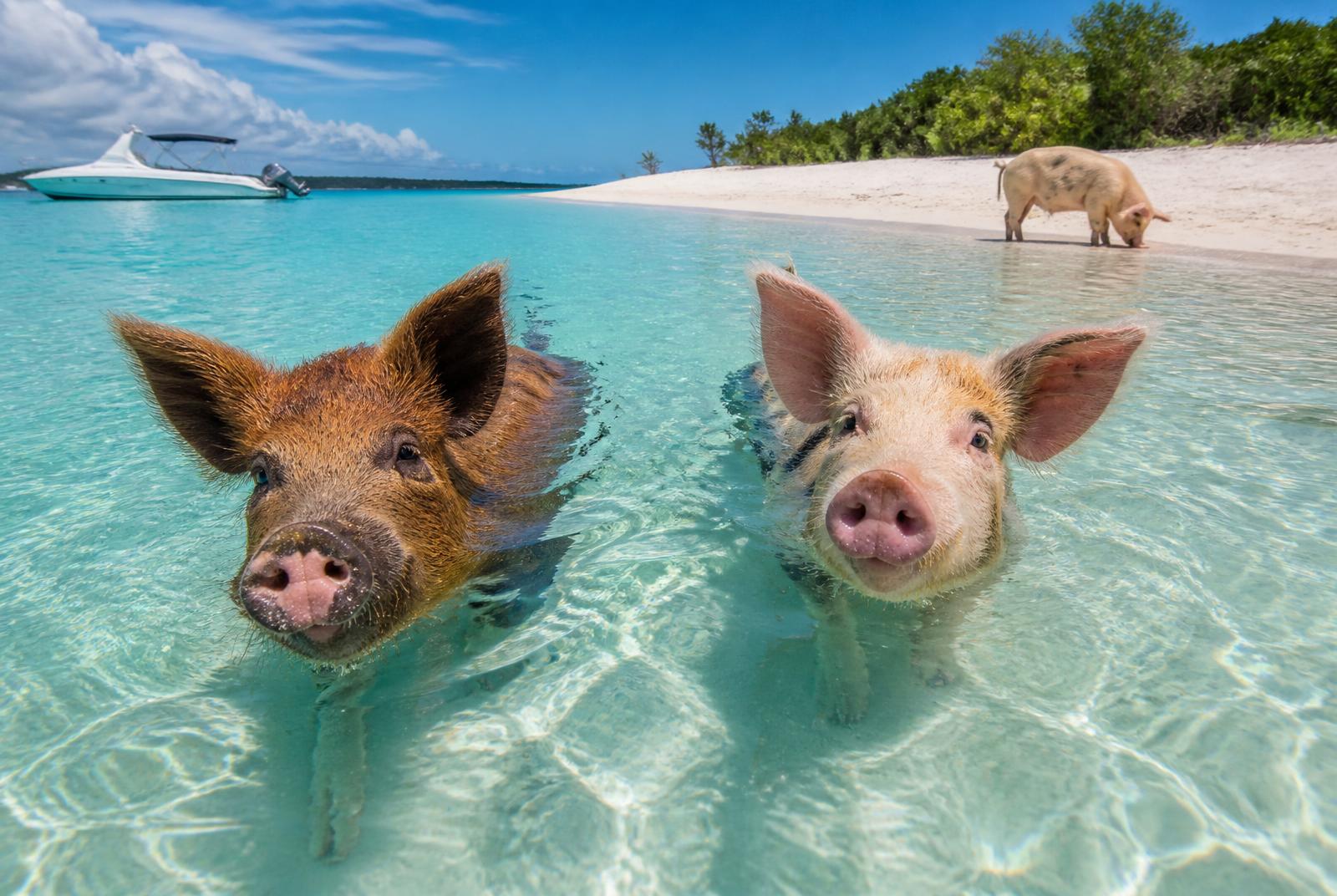 Exuma Cays: Swimming Pigs & Iguanas